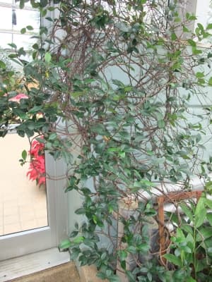 Jasminum sambac