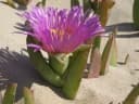Carpobrotus chilensis
