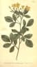 Jasminum odoratissimum