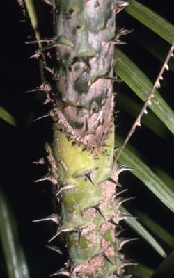 Calamus pogonacanthus
