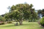 Olea capensis