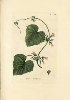 Lepistemon owariense