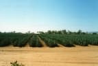 Agave sisalana