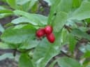 Synsepalum dulciferum