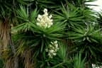 Yucca gigantea
