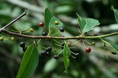Goupia glabra