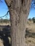 Acacia harpophylla