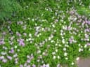 Asystasia gangetica