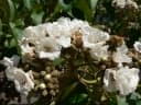 Cordia africana