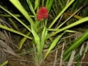 Aechmea magdalenae