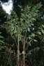 Bactris maraja