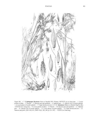 Cymbopogon flexuosus