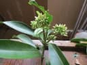 Ochrosia glomerata