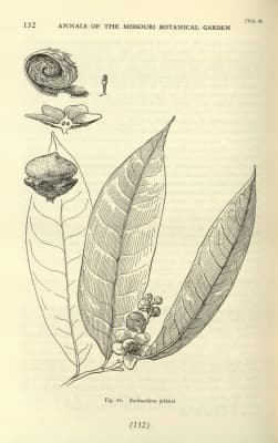 Eschweilera reversa