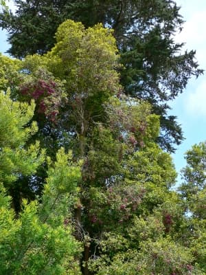 Syzygium smithii