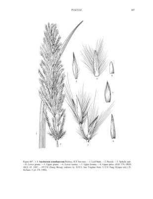 Saccharum arundinaceum