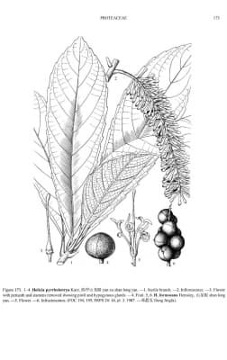 Helicia formosana