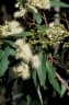 Corymbia intermedia