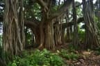 Ficus benghalensis