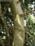 Maclura tinctoria
