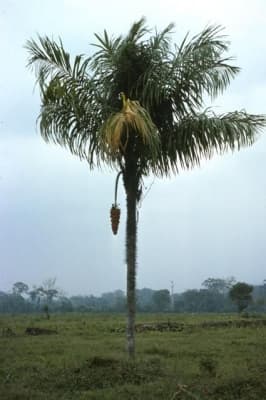 Astrocaryum standleyanum