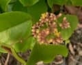Cissus verticillata