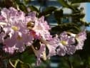 Tabebuia rosea