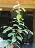 Diospyros heterotricha