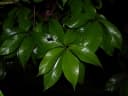 Syzygium malaccense