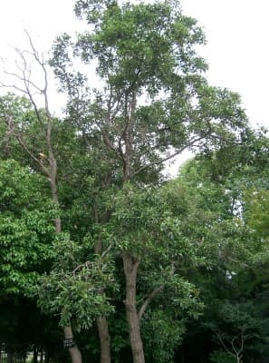 Alnus japonica