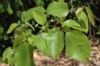 Vitex glabrata