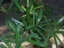Podocarpus latifolius