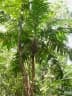 Geonoma interrupta