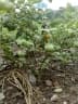 Solanum macrocarpon