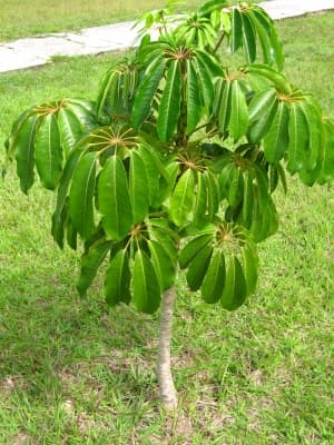 Allophylus edulis