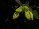Mucuna sloanei