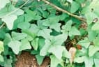 Psophocarpus scandens