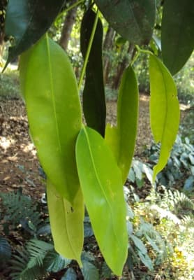 Poeciloneuron indicum