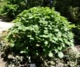 Boehmeria japonica