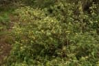 Abutilon oxycarpum