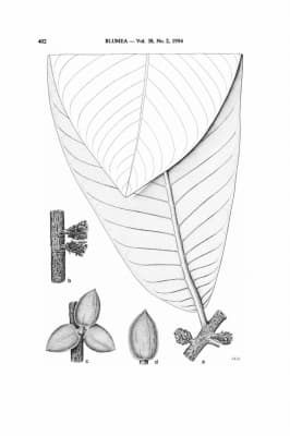 Myristica macrantha