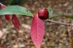 Syzygium erythrocalyx