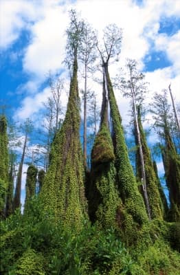 Lygodium microphyllum