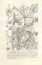 Obetia madagascariensis