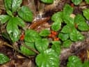 Geophila repens