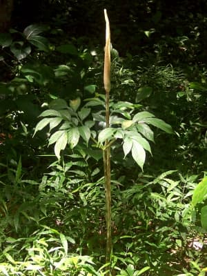 Amorphophallus variabilis