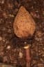 Pentadesma butyracea