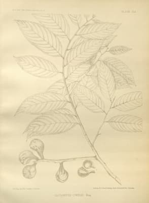 Castanopsis curtisii