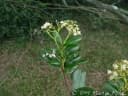 Myrcia glabra
