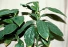 Culcasia striolata